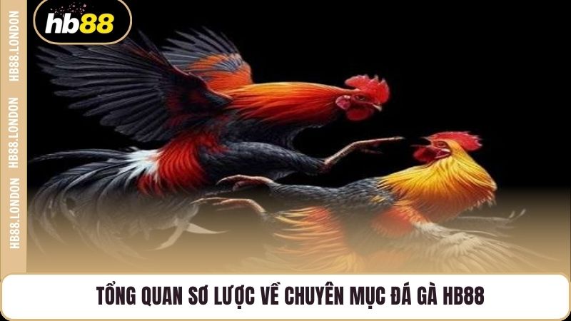 Tổng quan sơ lược về chuyên mục đá gà HB88