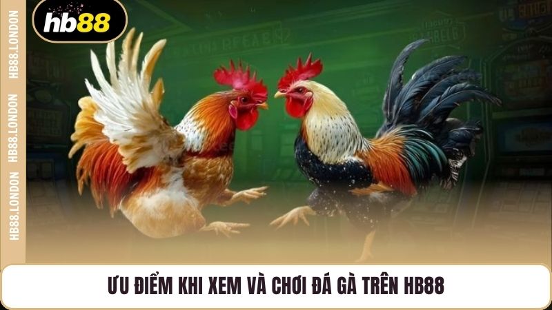 Ưu điểm khi xem và chơi đá gà trên HB88